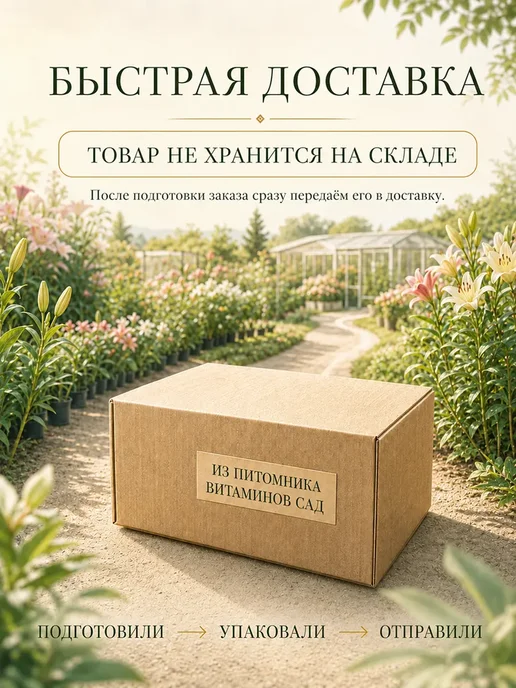 Питомник "Витаминка" Лилия махровая Зефир, луковица, белый, фото 5