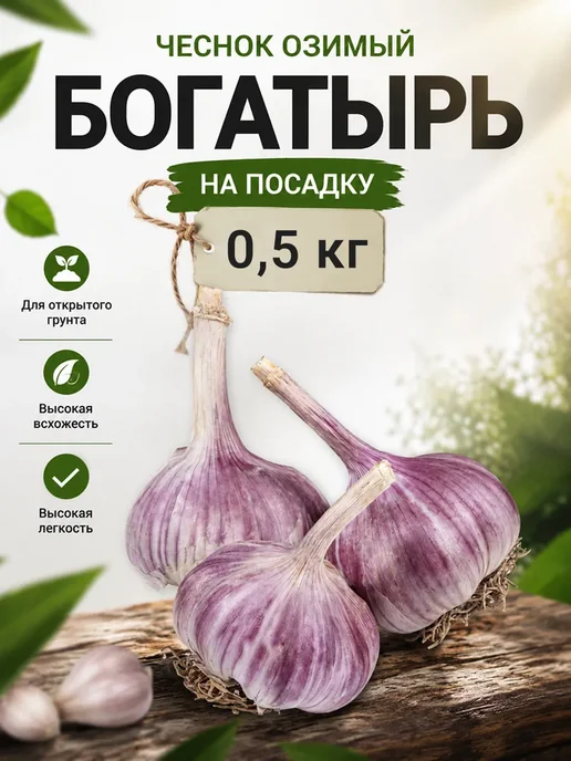 ЦВЕТУЩИЙ ОАЗИС Чеснок озимый на посадку, многолетний 0,5 кг, 500 г